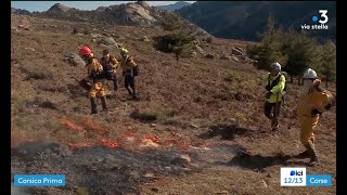 Opération brûlage faunistique in Niolu CASAMACCIOLI [upl. by Gilmour]