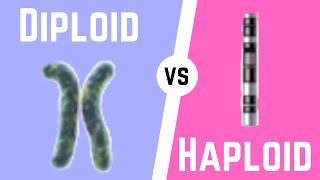 Diploid Cell vs Haploid Cell [upl. by Nipsirc]