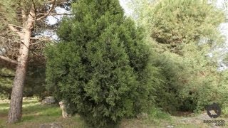 Enebro de incienso o Sabina Albar  Juniperus thurifera  Guía de botánica  Sapeando [upl. by Ajdan]