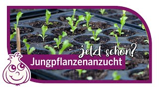 Aussaaten im Januar amp sonstige Gartenarbeit [upl. by Ellenij108]