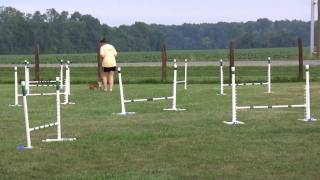 Dexter Portuguese Podengo Pequeno Agility Jumpers 071509 [upl. by Dranyl41]