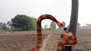 Anaconda  Snake 🐍  Attack Snacks  Video All Anaconda Snake 🐍 Video Potato Village 🥔 Attack [upl. by Ynnelg88]