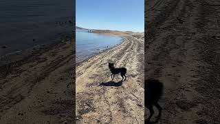 miniaustralianshepherd puppy doglife waterdog [upl. by Yenatirb]