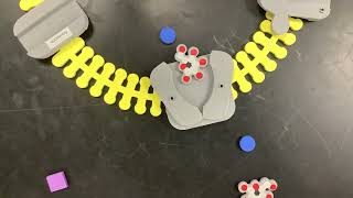 Glucose Na Cotransporter [upl. by Tare251]