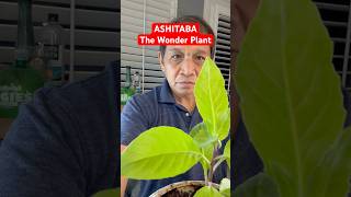 ASHITABAThe Wonder Plant superfood improvementalhealth food viralvideo [upl. by Lustig]