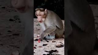 There is nothing else and everything is eaten Hungry monkey Macaca Macaque Bandar Monkey Wild [upl. by Gibe]