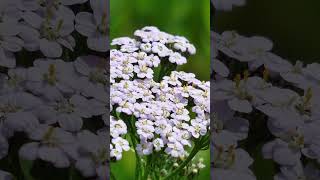 The Healing Benefits of Yarrow Plant [upl. by Laumas]