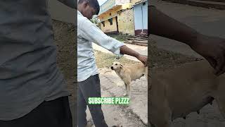 comedy realfoolsnew funny surajroxfunnyvibeo realfoolscomedy love realfoolsfunny surajroxfun [upl. by Osy885]