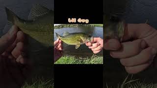 1hr fishing Fox river SE WI muskie musky bass fishing largemouthbass river shorefishing [upl. by Eikcaj223]