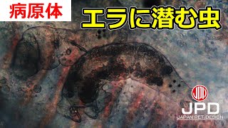 【病原体動画】ダクチロギルス [upl. by Novy]