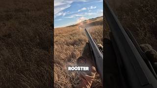 Rooster Puffing😮 hunting fyp youtube short shorts northdakota pheasant [upl. by Nakasuji]