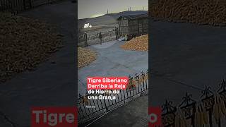 Tigre siberiano derriba la reja de hierro de una granja nmas china tigre shorts [upl. by Oran]