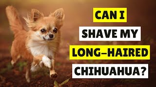 Should You Shave Your Longhaired Chihuahua In The Summer [upl. by Sims]