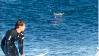 Great white shark chases surfers up rockshelf in Australia [upl. by Selym605]