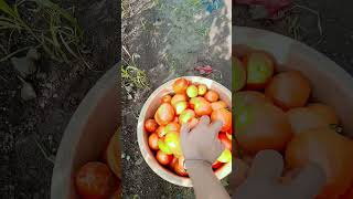 Tomato harvesting  tomato farm 🍅🍅 village nature 🏡 [upl. by Fesuoy]