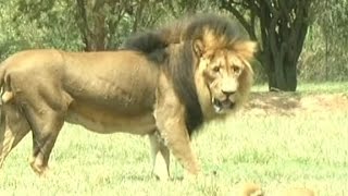 Driver describes lion attack that killed an American tourist [upl. by Tnecnev]