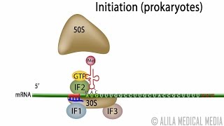 Animation of Protein Synthesis Translation in Prokaryotes [upl. by Urbai231]