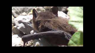 Une petite chauve souris [upl. by Yates]