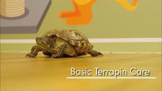 Basic Pet Care Terrapin [upl. by Redliw]