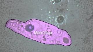 Fagocitose ao microscópio de luz NUEPE [upl. by Frederich]