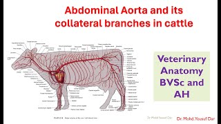 abdominal aorta and collateral branches in cattleBVSc veterinary Antomypooshmati [upl. by Annayoj]