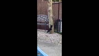 Spot on 🐿️ I have visitors😎 subscribe youtube comedy squirrels eichh nature nuts viral [upl. by Averat]