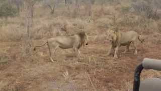 MalaMala lion fight by Jerry Kagele [upl. by Saisoj421]