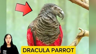 Dracula parrot [upl. by Rhonda]