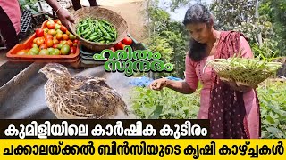 Watch how Bincy from Kumily makes huge income through home farming  Haritham Sundaram EP 437 [upl. by Tnecnev]