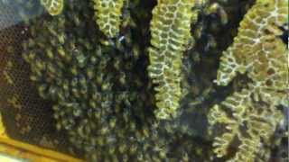 Strange sounds from the Bee hive at Fountain Rock Nature Center [upl. by Kareem]