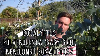 Eucalyptus pulverulenta Baby Blue – Kék lombú eukaliptusz [upl. by Meghan]