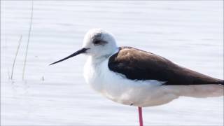 Vogels in de zoutpannen Lesbos 2017 Birds in the small Saltpans pool Lesvos birding 2017 [upl. by Ahsenak]