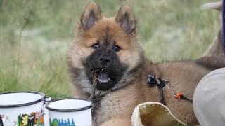 OUR NEW PUPPY Birk the Eurasier 711 Weeks [upl. by Lindy]