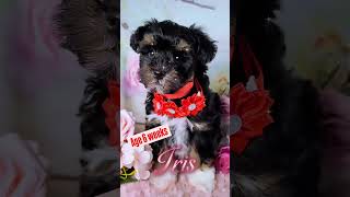 Tulas Iris puppy schnauzerpuppy schnauzer  Minischnauzer [upl. by Minny]