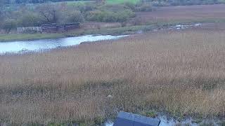 RSPB Leighton Moss Osprey Platform Live Stream [upl. by Onin]