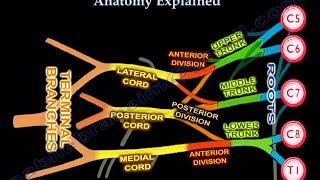 Brachial Plexus Brachial Plexus anatomy [upl. by Adyam]