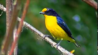 Violaceous Euphonia song [upl. by Sharp]