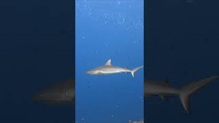 Grey reef shark passes diver at Blue Corner Palau shark diving underwater [upl. by Billie]