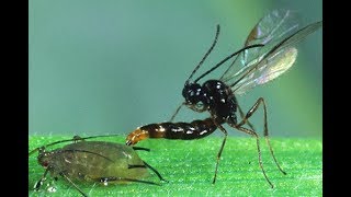 Controladores biológicos depredadores y parasitoides [upl. by Sky]