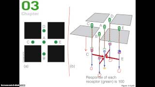 lateral inhibition 2 [upl. by Casar]