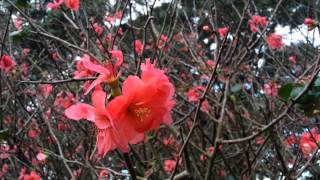 Flowering Quince  Chaenomeles speciosa  Japanese Quince  zhou pi mugua HD 01 [upl. by Adnylem]