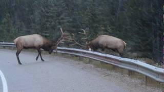 Guard Rail Elk Fight [upl. by Assen]