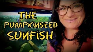 The Pumpkinseed Sunfish Info amp Care [upl. by Clemens953]