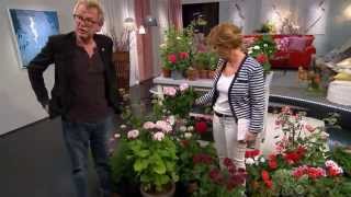 Pelargontips med Lasse Anrell  Malou Efter tio TV4 [upl. by Ehling723]