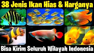 38 Jenis Ikan Hias amp Harganya  SEMUA ADA DISINI [upl. by Mohammad336]