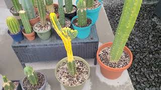 Trichocereus Collection in Colorado Rare and Expensive clones [upl. by Kariv]