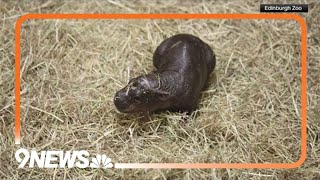 New pygmy hippo taking the internet by storm [upl. by Mullen]