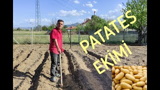 PATATES EKİMİ NASIL YAPILIR [upl. by Kenley20]