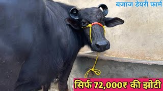 सिर्फ 72000₹ की झोटी लो आज बजाज साहब से। 3 पशु बिकाऊ दूध 13 से 25 लीटर। Bajaj Dairy Farm [upl. by Kendrick]