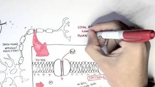 Pharmacology  Local Anaesthetic [upl. by Aleihs]